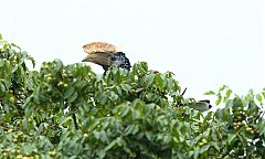 Silvery-cheeked Hornbill